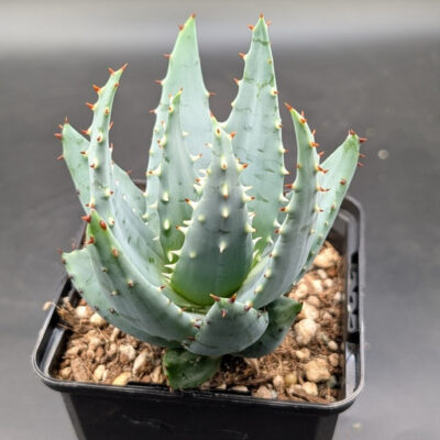 Aloe peglerae 79449