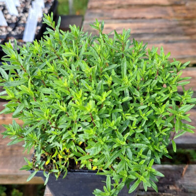 Arenaria blizzard compact 77310