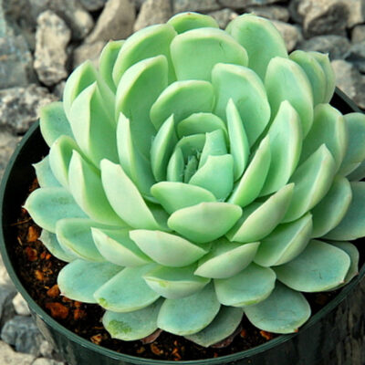 Echeveria elegans 90000
