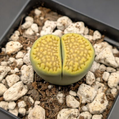 Lithops hallii v. ochracea green soapstone c111a 56590
