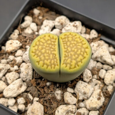 Lithops hallii v. ochracea green soapstone c111a 56590 600x480