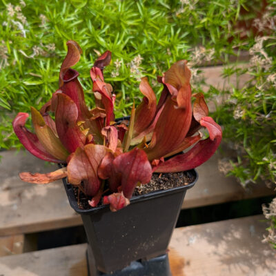 Sarracenia maroon 73350