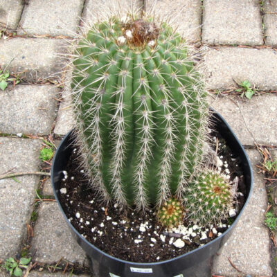 Trichocereus gradiflorous hybrid 86609